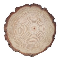 Κορμός δέντρου φέτα στρογγυλός περίπου 16-19 cm πάχος 13mm