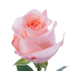 Άρωμα Τριαντάφυλλο 15ml