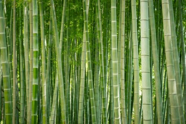 Άρωμα Bamboo Grove 200ml
