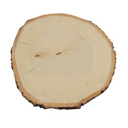 Φέτα κορμού δέντρου 20-24cm