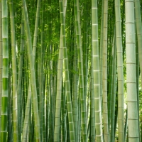 Άρωμα Bamboo Grove 200ml